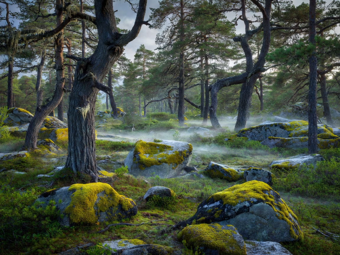 Ancient taiga pine forest in a Nordic national park with lichen-covered boulders